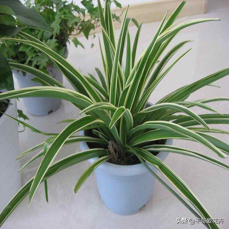 这3种花别碰,这3种花不要养