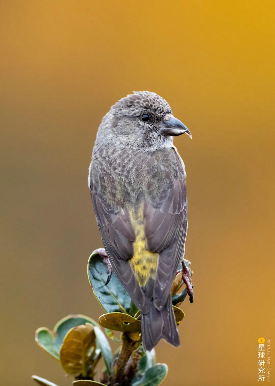 林草领域知识图谱,林草科普专业术语