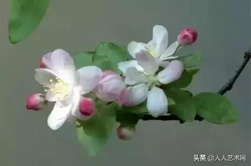 全国56市市花太美了的视频,中国56市市花图片