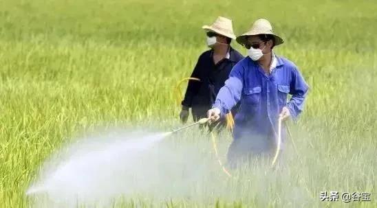 谷宝“六不用”——生态农业的初心与坚守