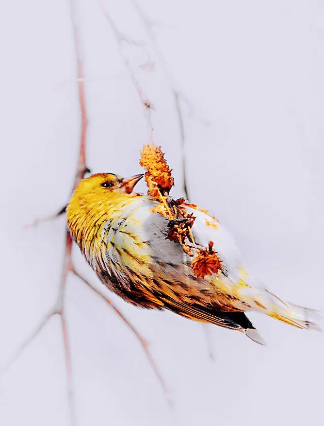 黄雀鸣叫欣赏,黄雀翅膀羽毛