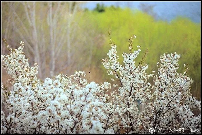 樱桃花海游玩攻略,青岛樱桃花海在哪