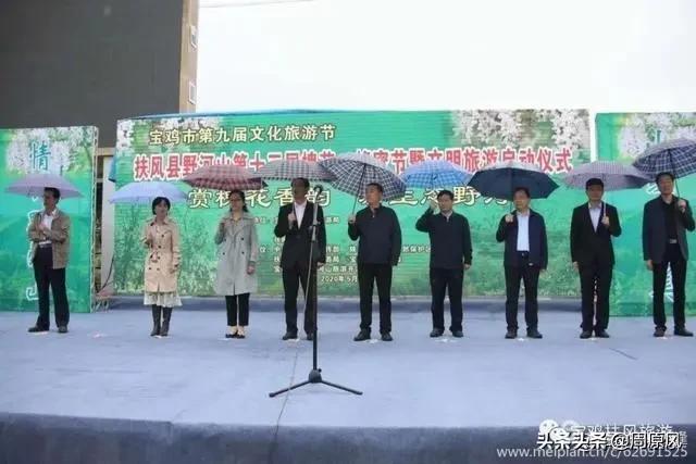 赴一场春日的邀约,五月赴一场与槐花的约会