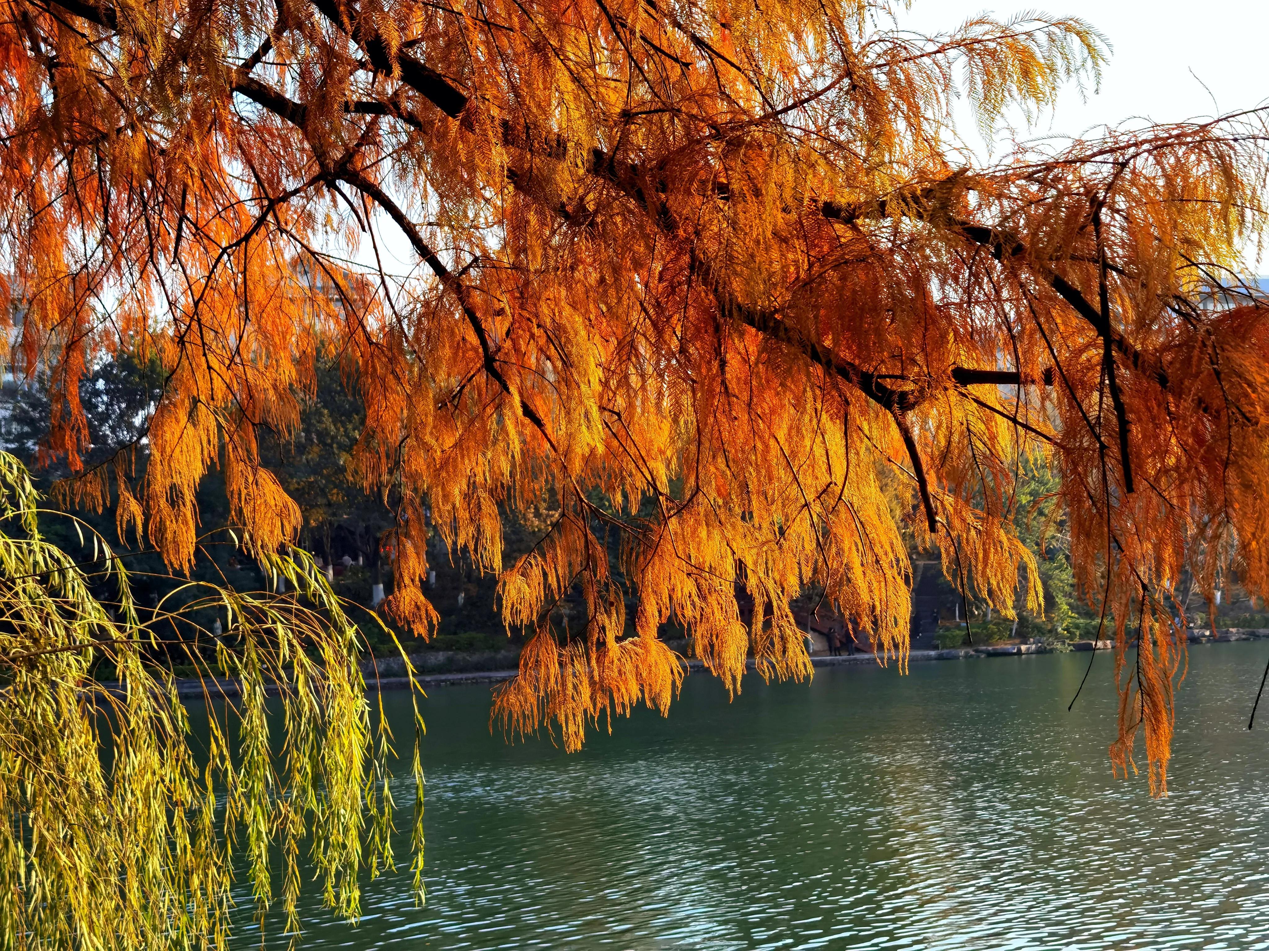 桂林：冬季到桂湖来看景