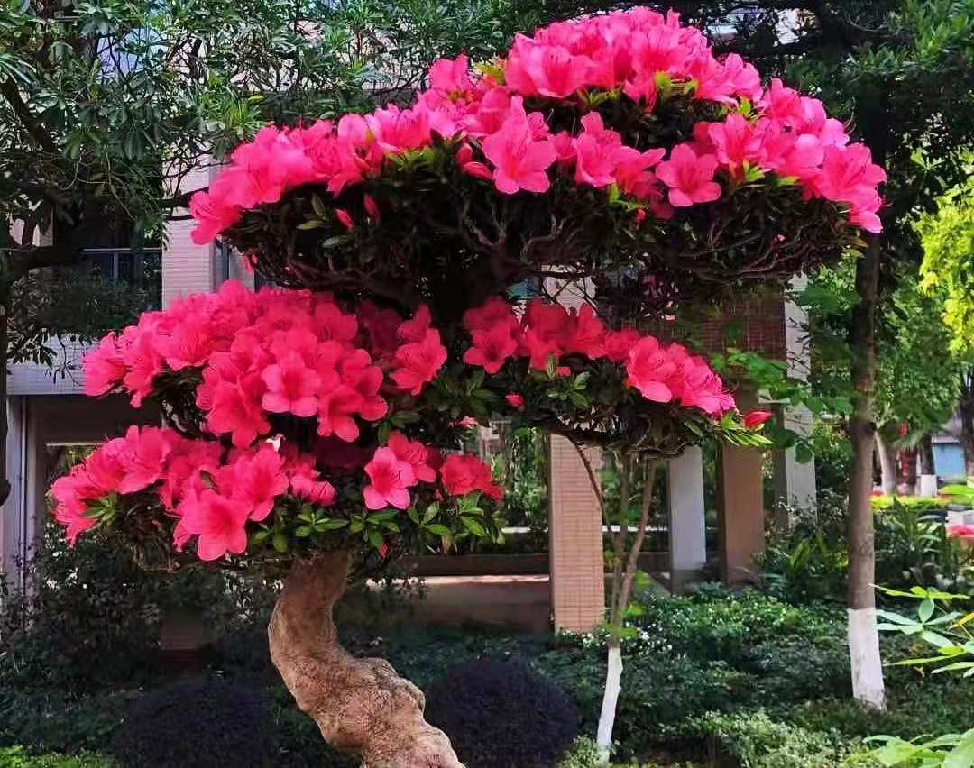 逛花市各种各样的花太漂亮了,逛花市漂亮的蝴蝶兰