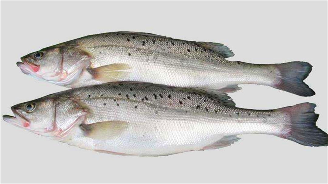 十种好吃不贵的正宗海鱼,十种好吃不贵的大海鱼