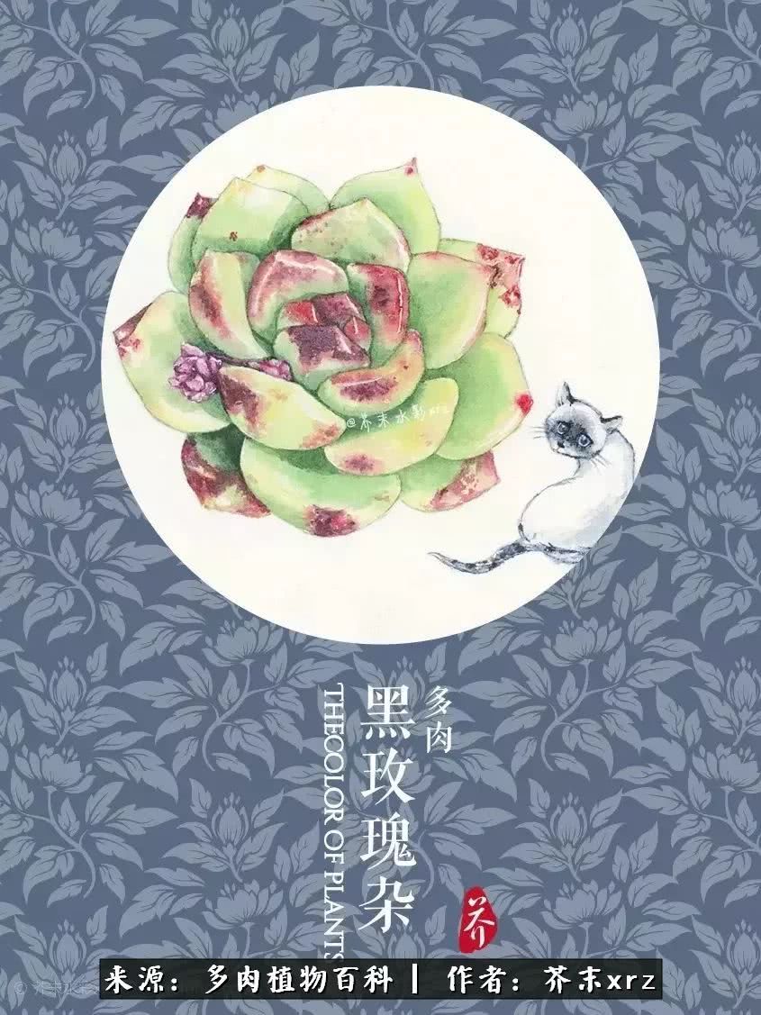 那个爱画多肉的小姑娘带着她的心头肉又来啦！