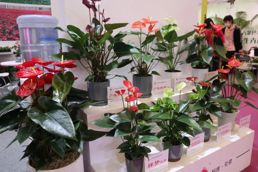 花展的意义,花展布展情况介绍