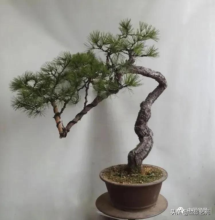 陈迪寅赤松盆景制作视频,陈迪寅作品