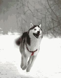 给狗狗取名字会影响它的性格吗,怎么给狗狗起名字才会听话