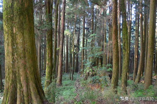 桧木特性介绍,桧木展示