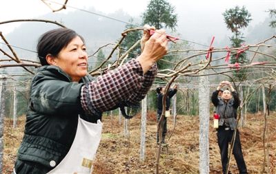 猕猴桃生长管理视频,猕猴桃新苗修剪留枝的方法