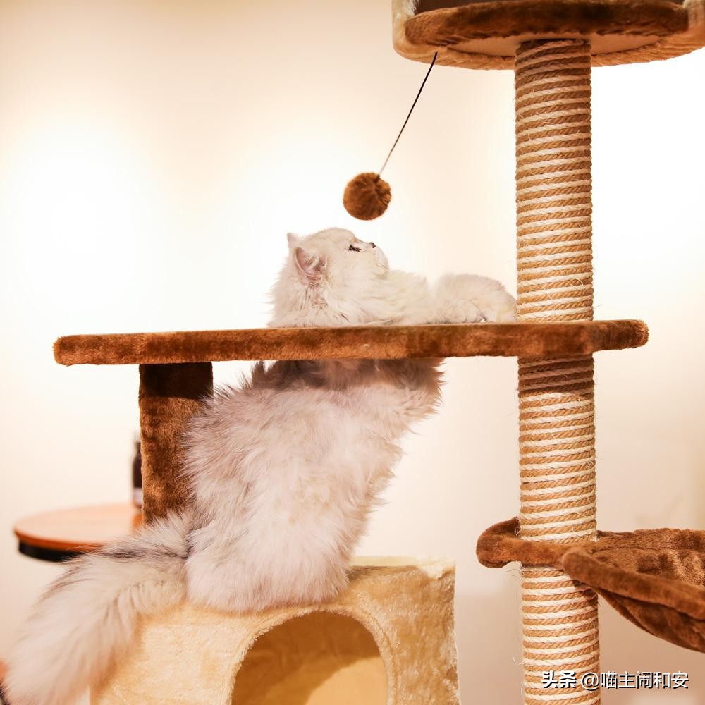 训猫上厕所的正确方法,怎么训猫让猫情绪稳定