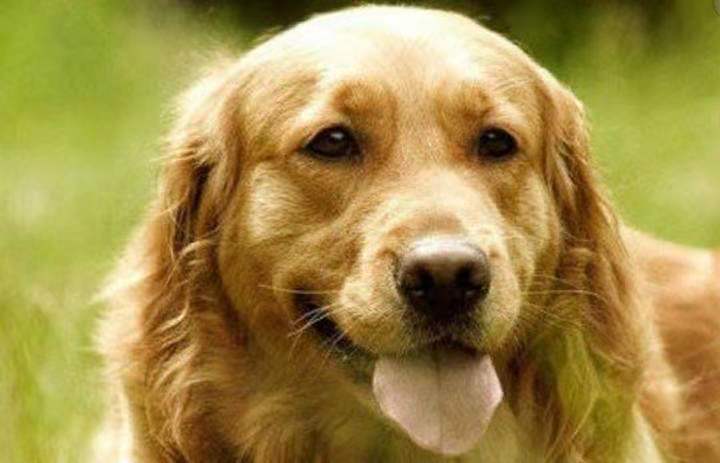 狗狗被马蜂蛰了叼回去给主人,狗狗被马蜂蛰了找不到蜂针