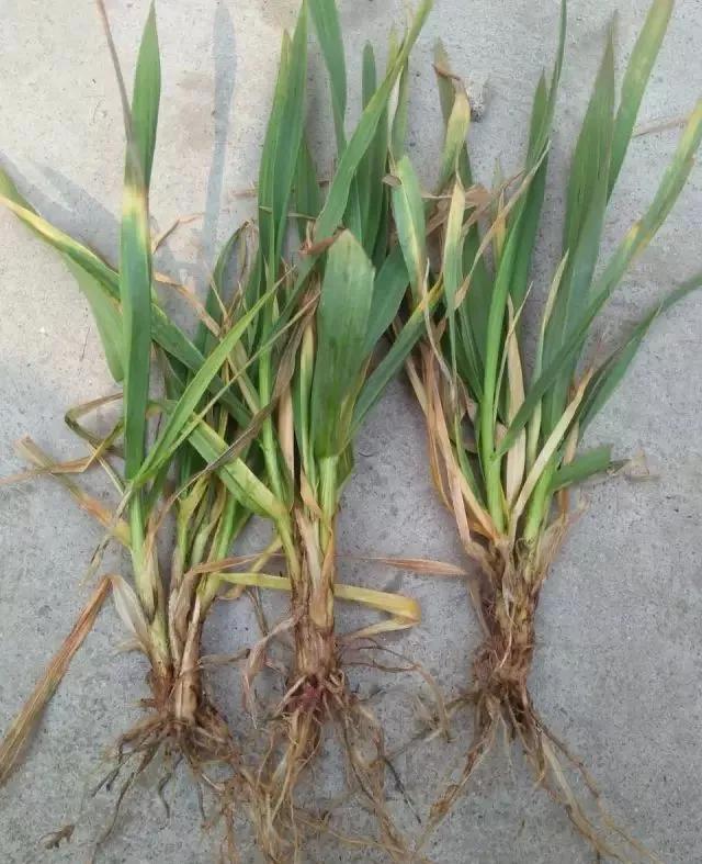 小麦缺肥发黄怎么办,小麦根发黄是什么病