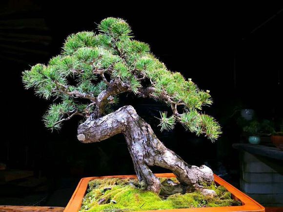 黑松裸根,黑松根什么样