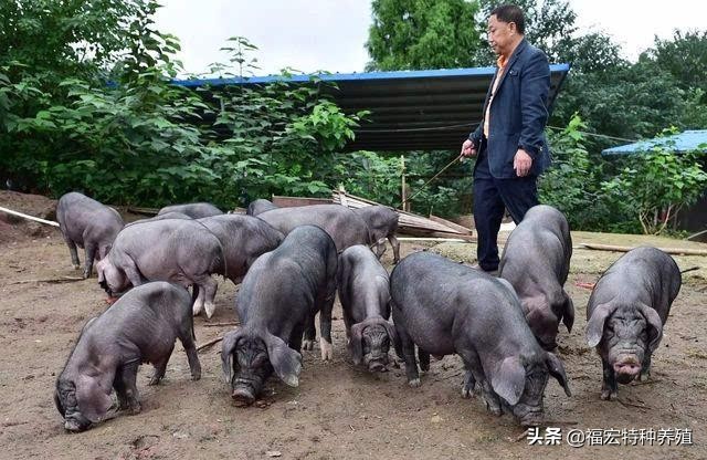 散养太湖猪怎么养高产,放养猪怎样繁育