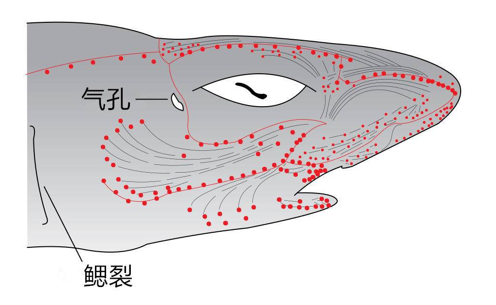 鲨鱼的视觉嗅觉听觉哪个强,鲨鱼有什么特殊的本领