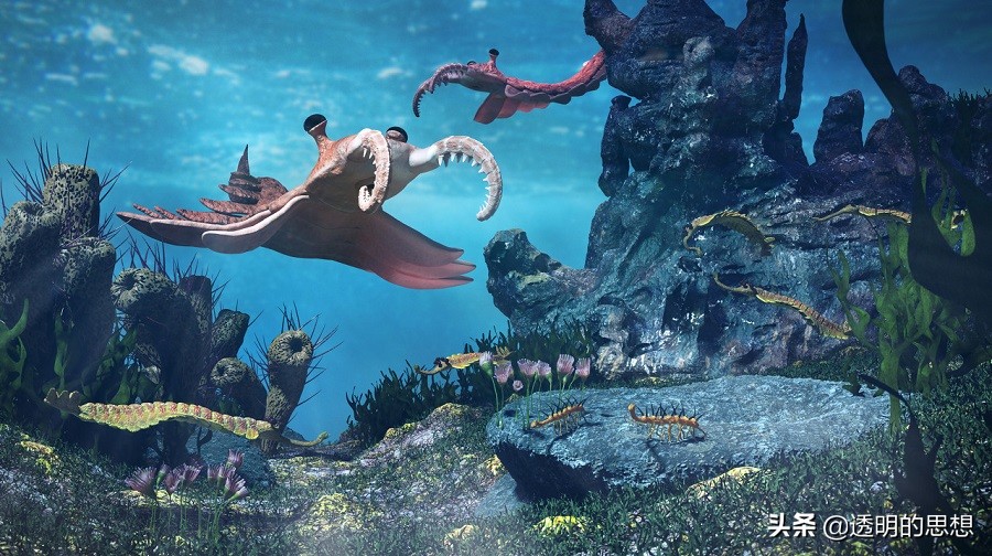 瀵掓绾敓鍛藉ぇ杩涘寲,瀵掓绾敓鍛借繘鍖栫殑杩囩▼