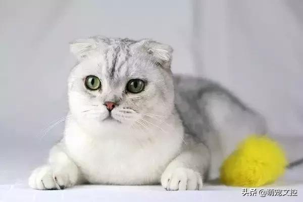 盘点顶级宠物,最贵的宠物猫是什么品种