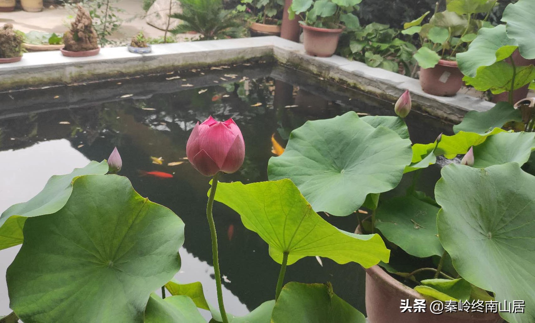 去秦岭库峪游玩，淘了几个老磨盘和石碾子，摆在院子里喝茶怎么样