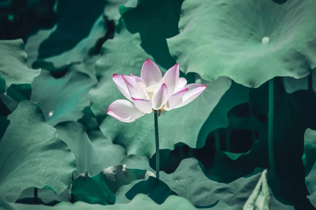 观福建农林大学的荷！赏尽一池清趣