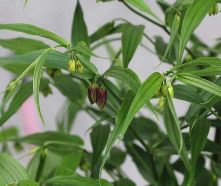 贵州百灵咳立停糖浆主要治疗什么,贵州百灵药业止咳糖浆