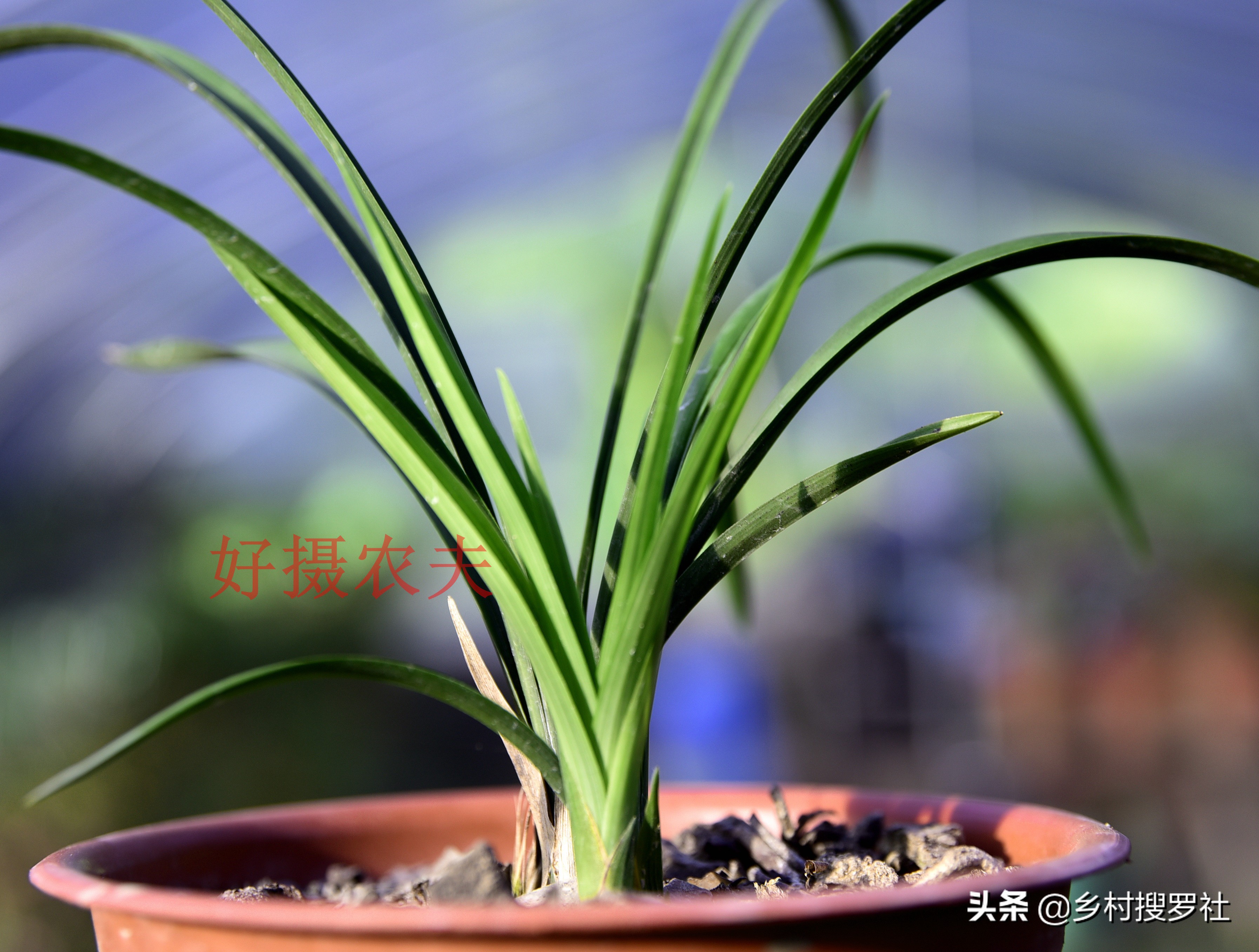 春兰芦头特点,春兰老苗还能发新芽吗