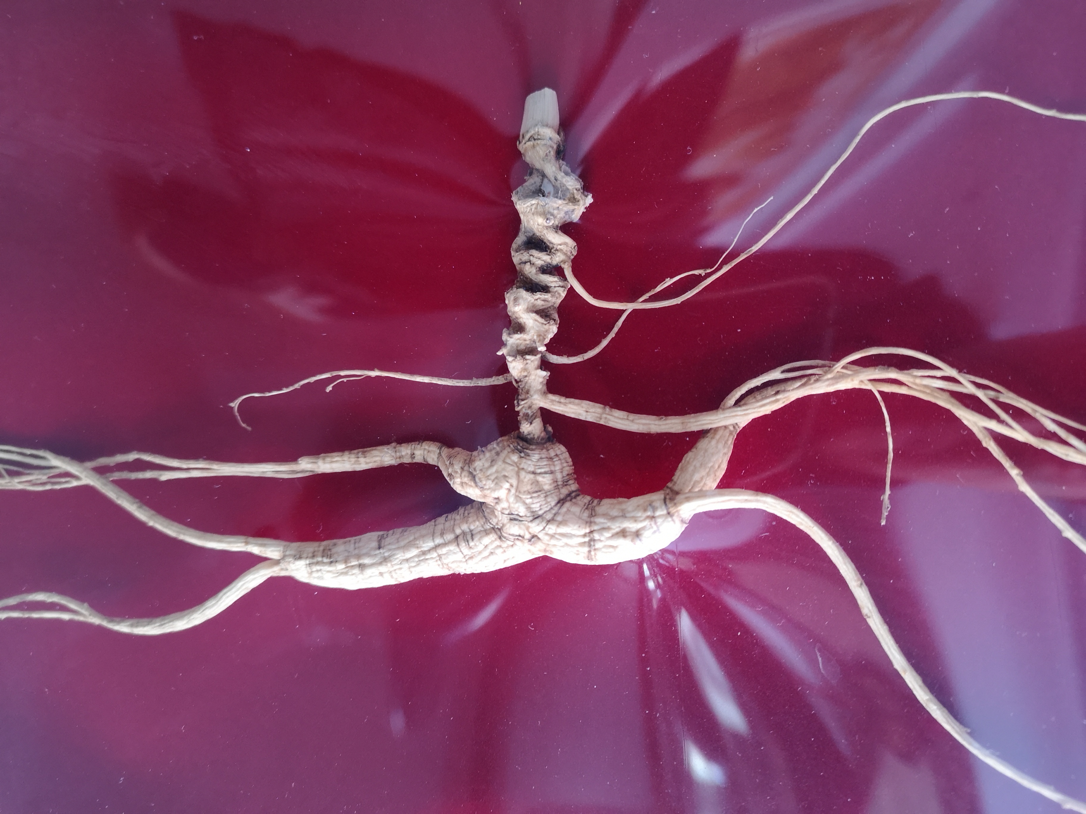 鲜参的加工详细方法,鲜参的种类大全