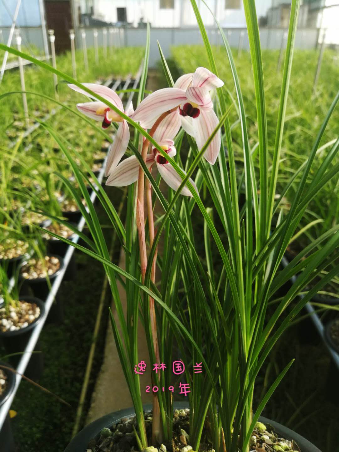 2023莲瓣兰心心相印什么价格,2020年莲瓣兰心心相印价格