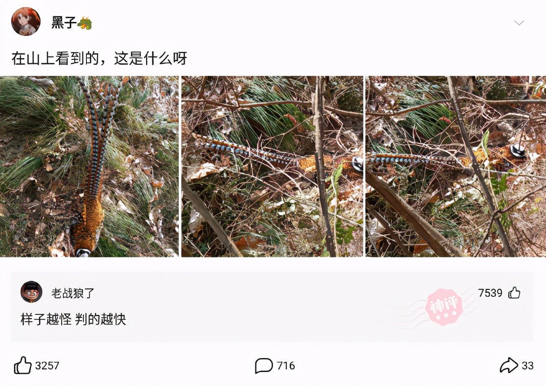 我有病我就想生气神回复,神说你有病