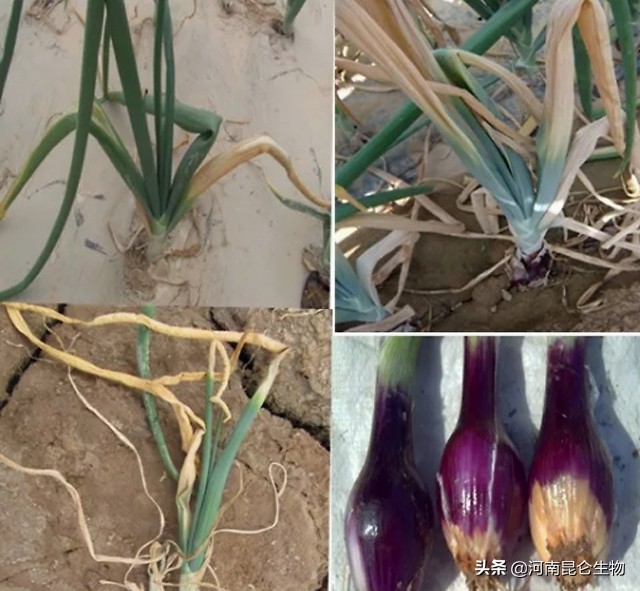 洋葱烂根的治疗方法,洋葱重茬用什么药