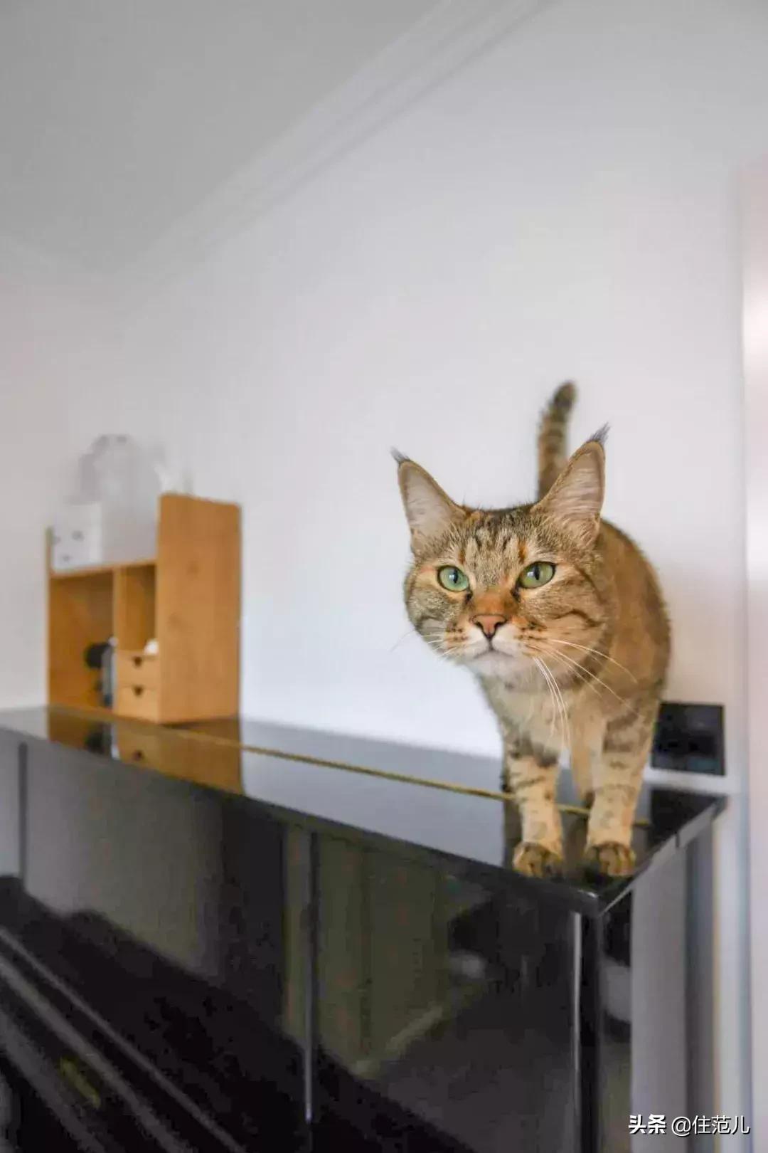 50㎡小户型,烘焙爱好、钢琴、书柜都放得下,住得比大户型还舒服