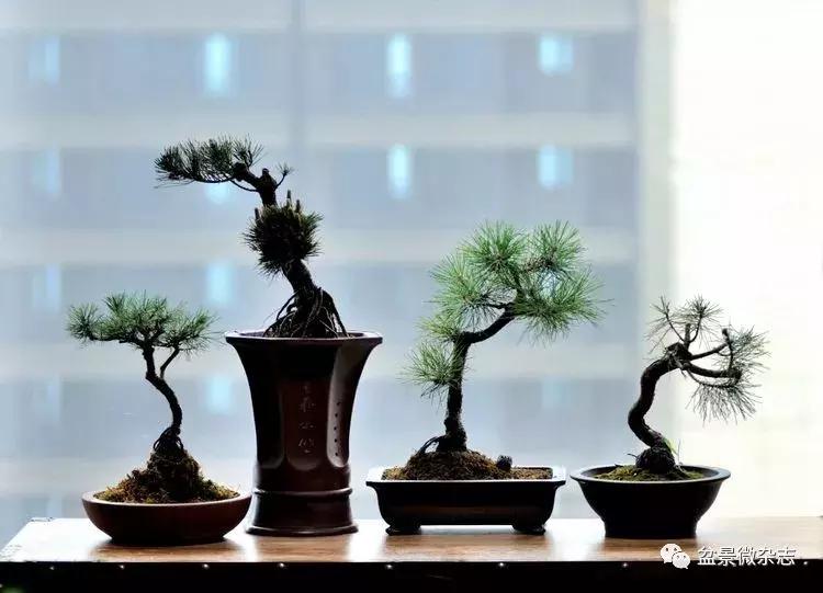 盆景艺术欣赏视频大全,盆景万象盆