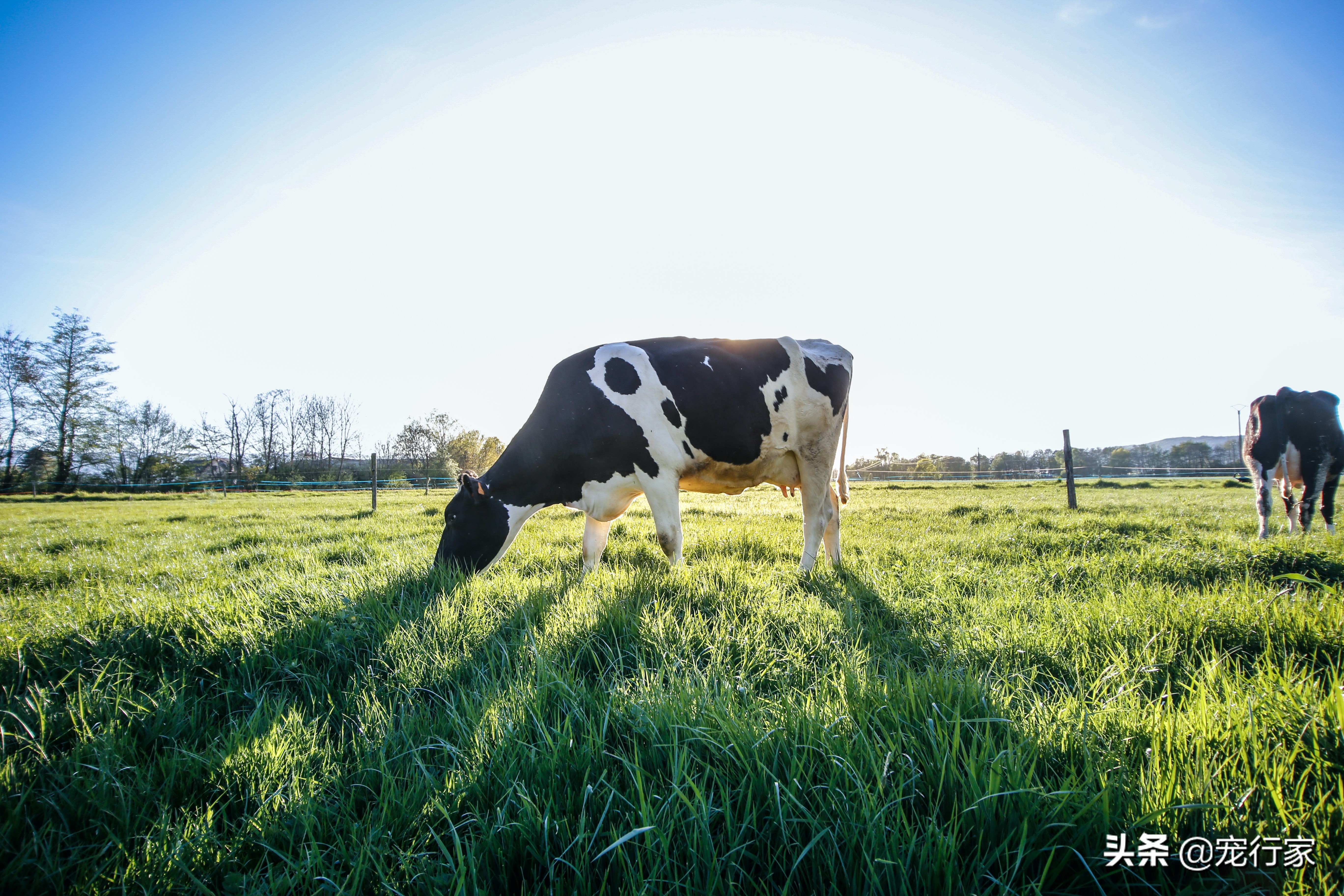 狗狗爱喝水不爱吃饭怎么办,狗狗乳糖耐受可以喝牛奶吗