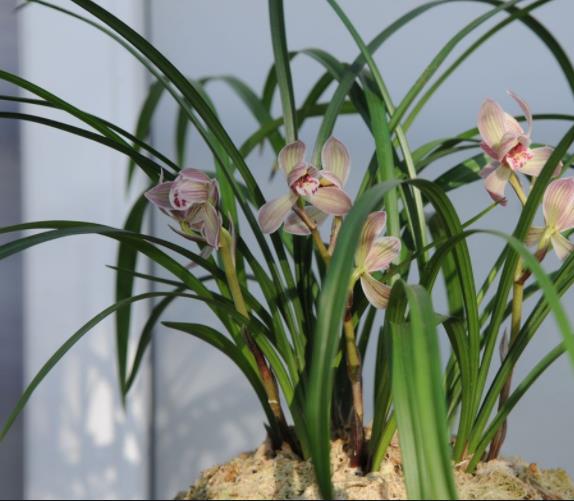 蕙兰莲瓣兰春剑的关系,春兰春剑和蕙兰哪个名贵