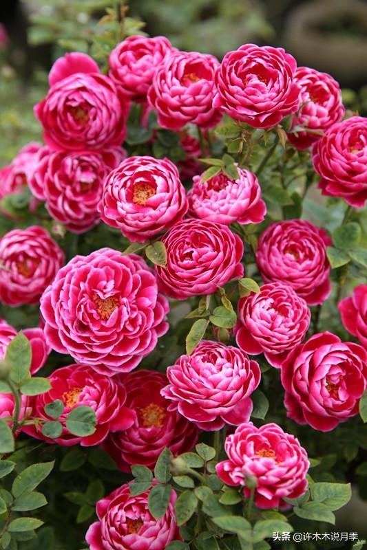 新手月季种植手册,牢记这6点,不死苗、开花多。新手收藏备用