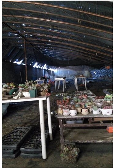 鑺辨埧濮戝澶氳倝閰嶅湡,鑺辨埧濮戝鐜夐湶澶氳倝