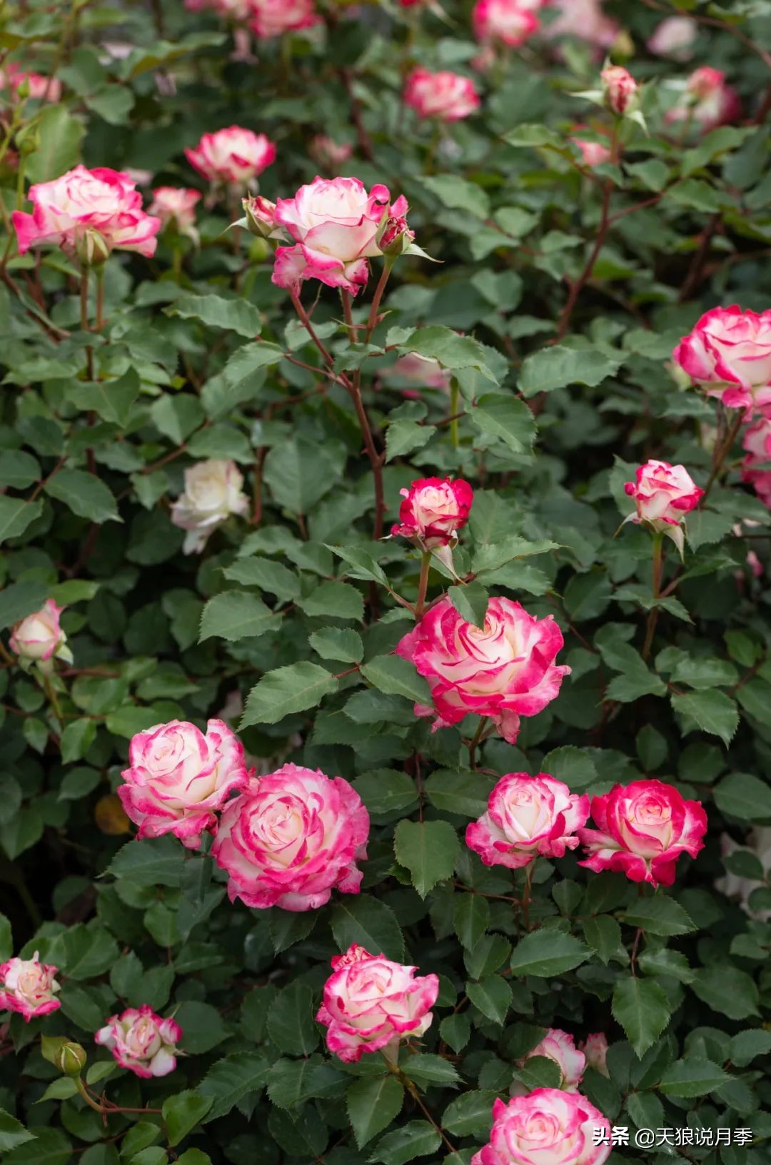 2022年天狼月季新品,月季天狼新品曝光