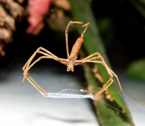 蜘蛛给人们的印象,蜘蛛印象出场