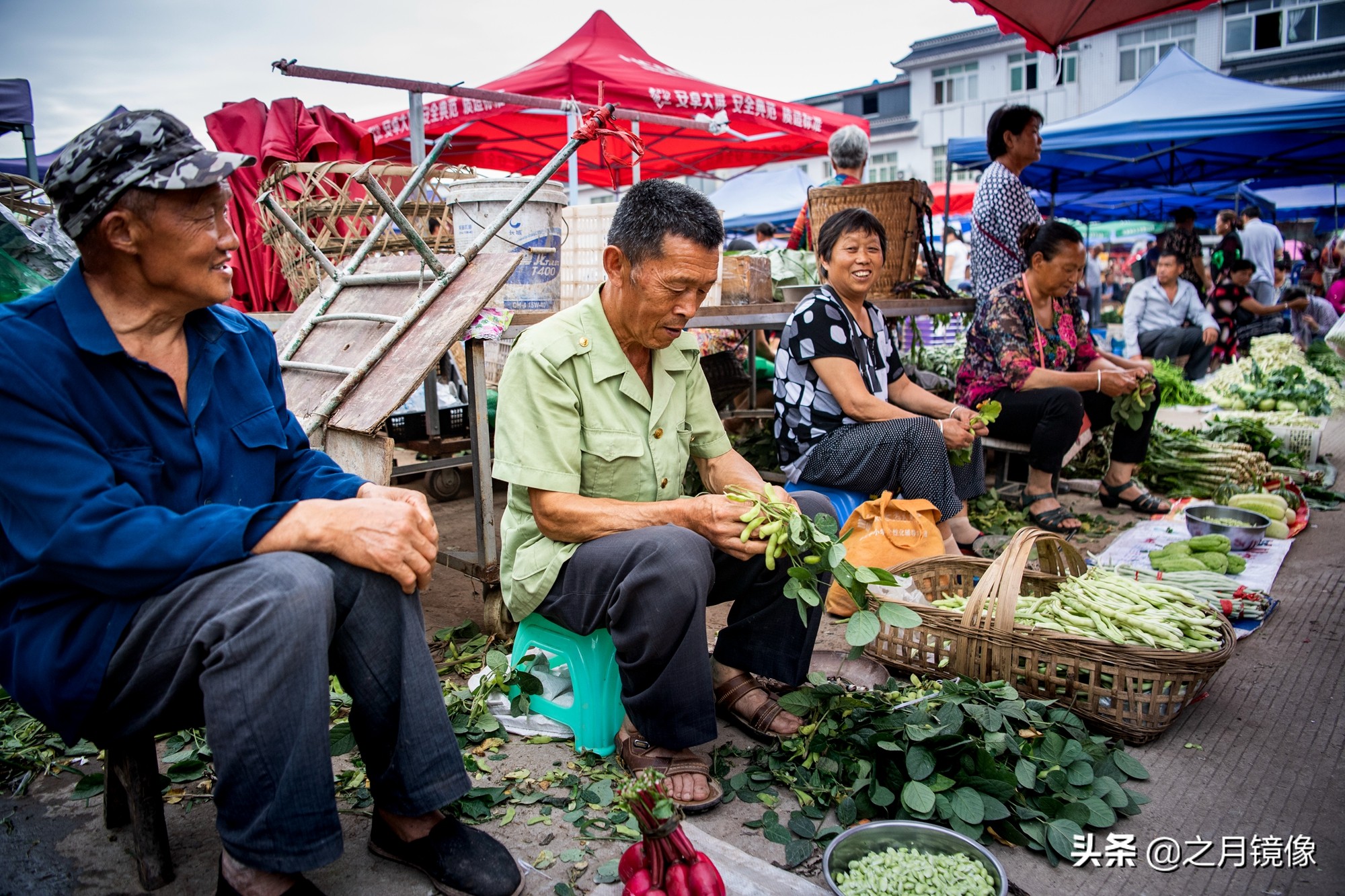 天府新区太平枇杷,成都太平枇杷批发市场