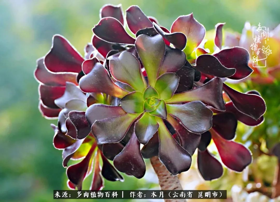 浅冬多肉，终有美好在等候