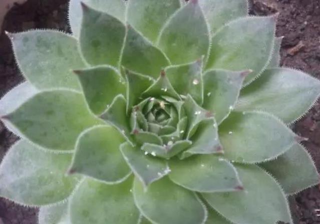 果园蚧壳虫泛滥成灾了怎么办,冬季蚧壳虫怎样彻底消灭