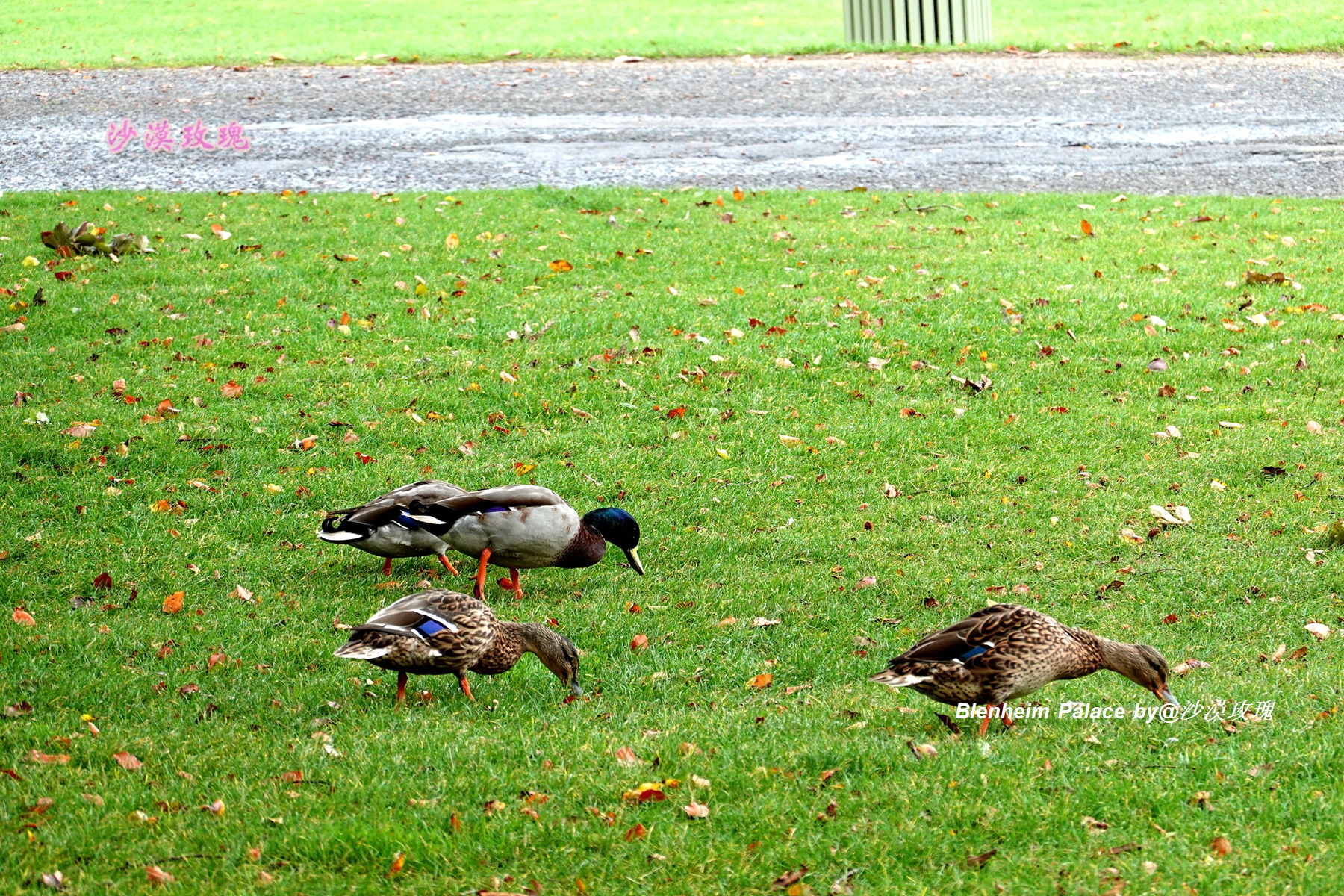 它是英国最大最豪华的私人庄园，在此诞生了改变世界的伟人