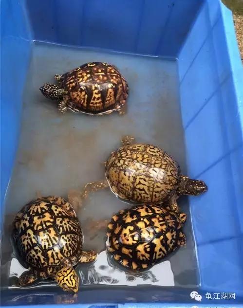 如何养殖水龟,如何合法饲养半水龟