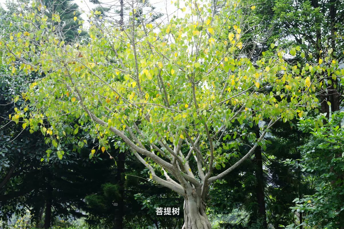 第1天去腾冲怎么玩,第一次去腾冲住哪里