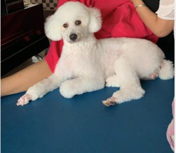 夏天遛狗怎么防中暑,夏天怎么预防狗狗中暑