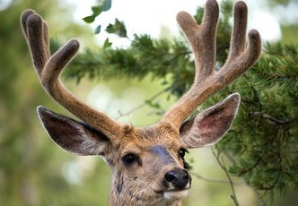 如何挑选优质鹿茸,怎样挑选鲜鹿茸角