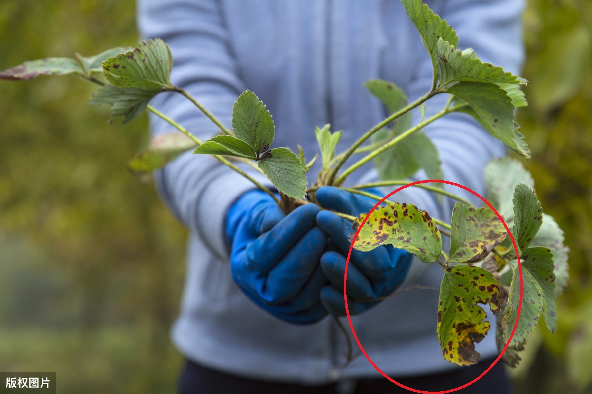 阳台种植草莓多结果的技术,阳台草莓矮小但长花苞怎么处理