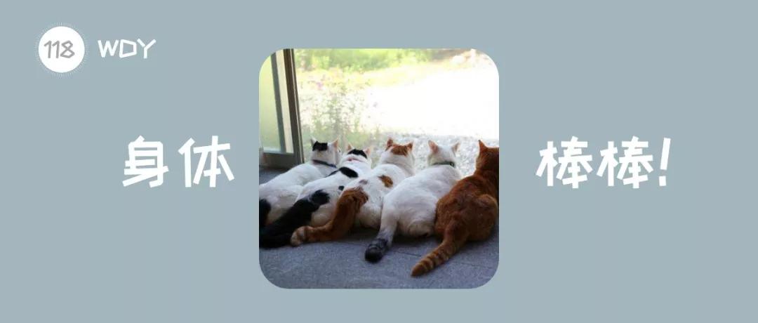 什么品种的猫咪寿命最长,猫咪的寿命最长是什么猫